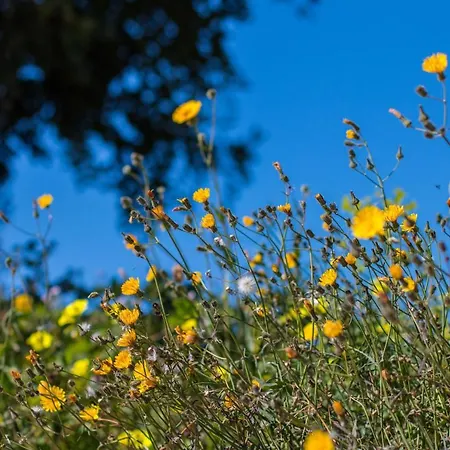 Villa Bou - Plusholidays Calpe