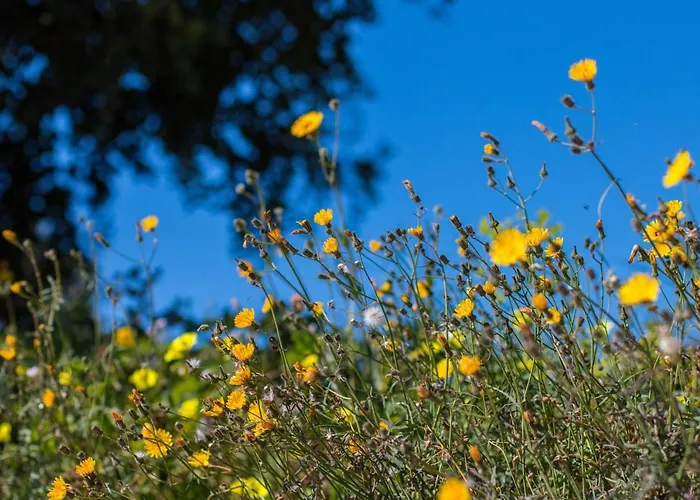 Vila Bou - Plusholidays Calpe